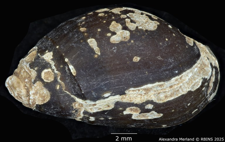 BE-RBINS-INV-MT-2149-Melanopsis-excoriata-st-D.jpg BE-RBINS-INV-MT-2149-Melanopsis-excoriata-st-D.jpg