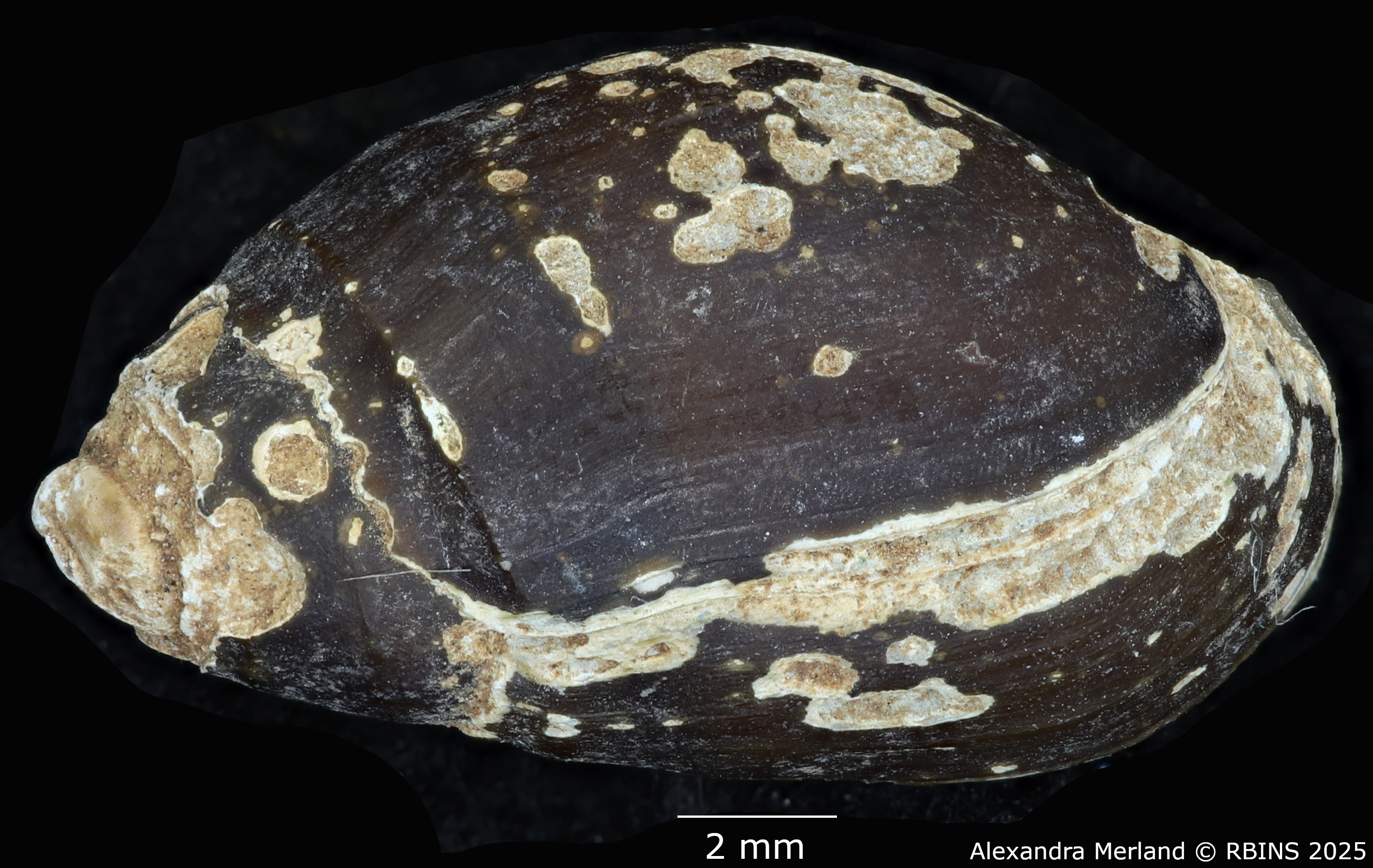 BE-RBINS-INV-MT-2149-Melanopsis-excoriata-st-D.jpg