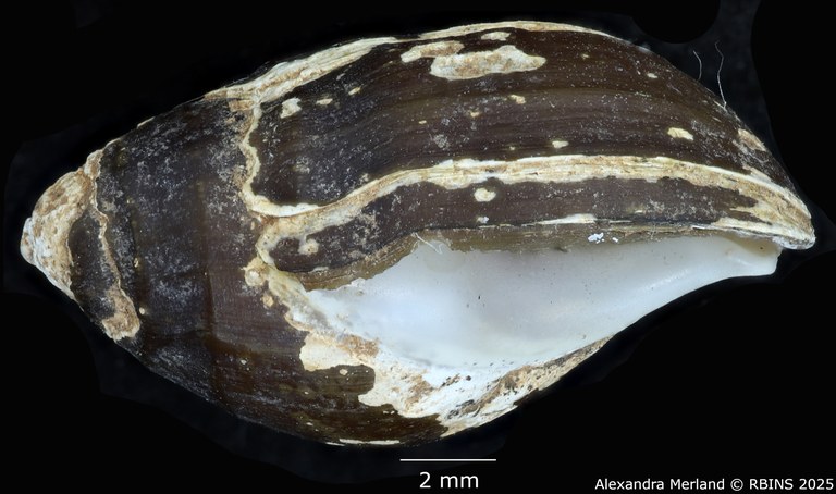 BE-RBINS-INV-MT-2149-Melanopsis-excoriata-st-L.jpg