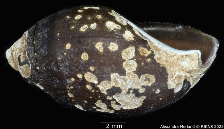 BE-RBINS-INV-MT-2149-Melanopsis-excoriata-st-L2.jpg BE-RBINS-INV-MT-2149-Melanopsis-excoriata-st-L2.jpg
