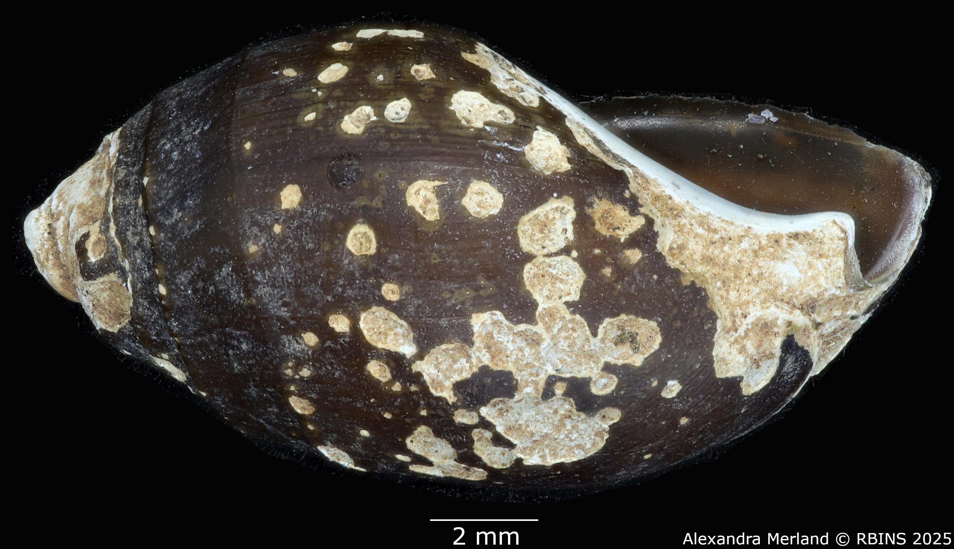 BE-RBINS-INV-MT-2149-Melanopsis-excoriata-st-L2.jpg