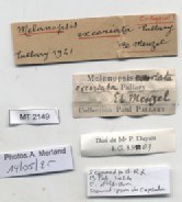 BE-RBINS-INV-MT-2149-Melanopsis-excoriata-st-label.jpg BE-RBINS-INV-MT-2149-Melanopsis-excoriata-st-label.jpg