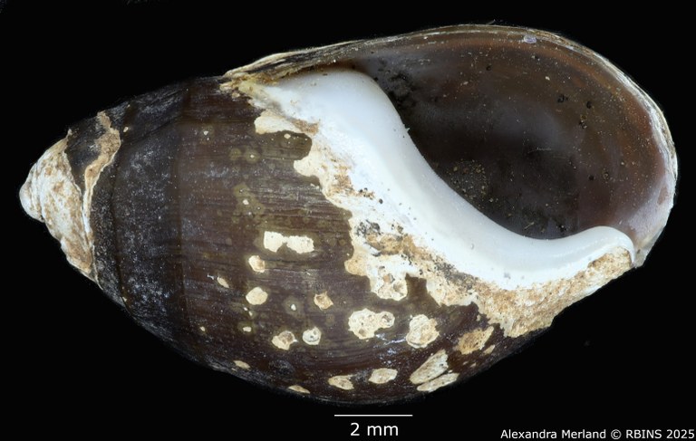 BE-RBINS-INV-MT-2149-Melanopsis-excoriata-st-V.jpg BE-RBINS-INV-MT-2149-Melanopsis-excoriata-st-V.jpg