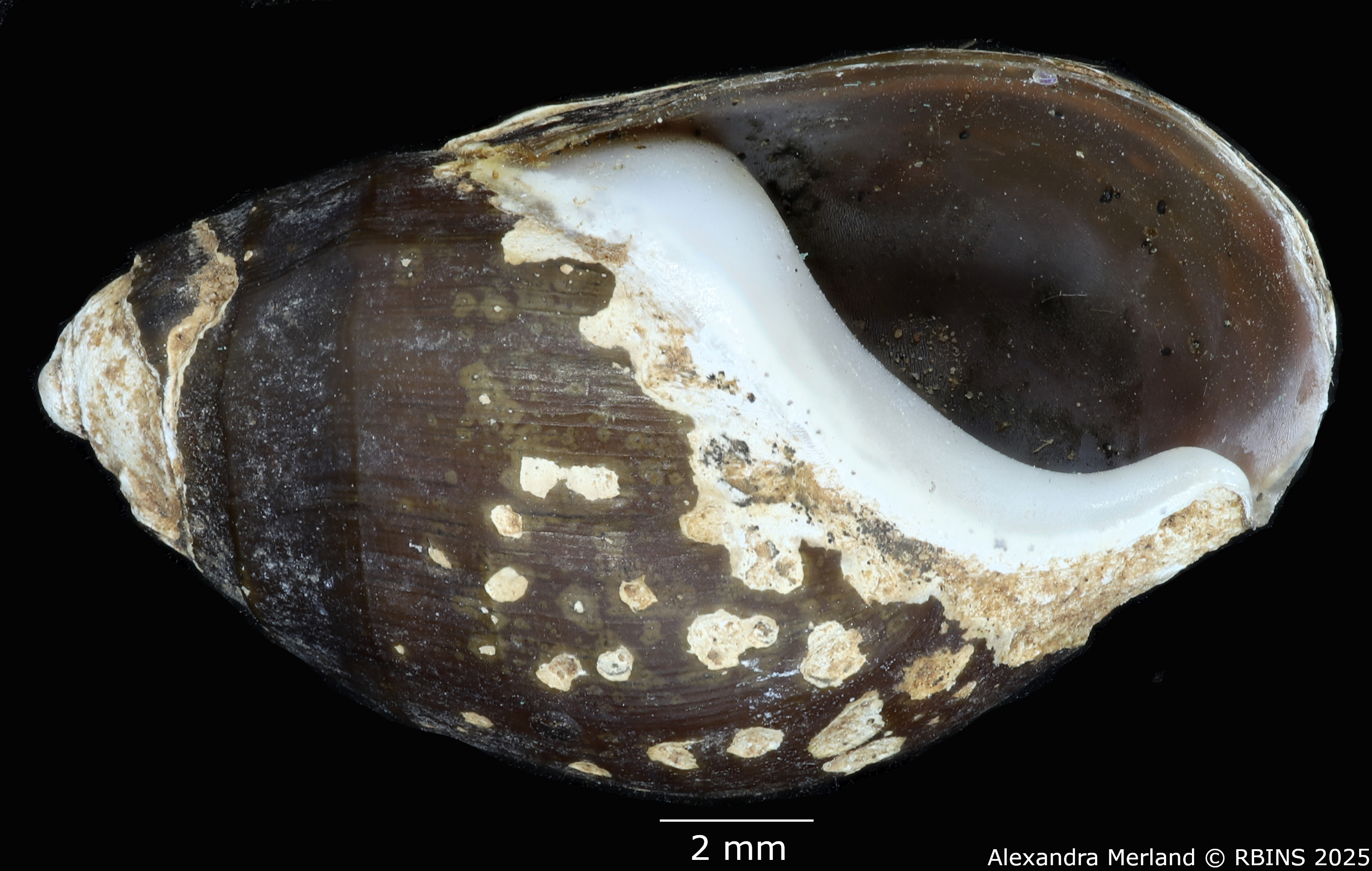 BE-RBINS-INV-MT-2149-Melanopsis-excoriata-st-V.jpg