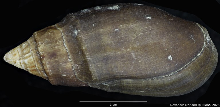 BE-RBINS-INV-MT-2150-Melanopsis-fasensis-st-D.jpg BE-RBINS-INV-MT-2150-Melanopsis-fasensis-st-D.jpg