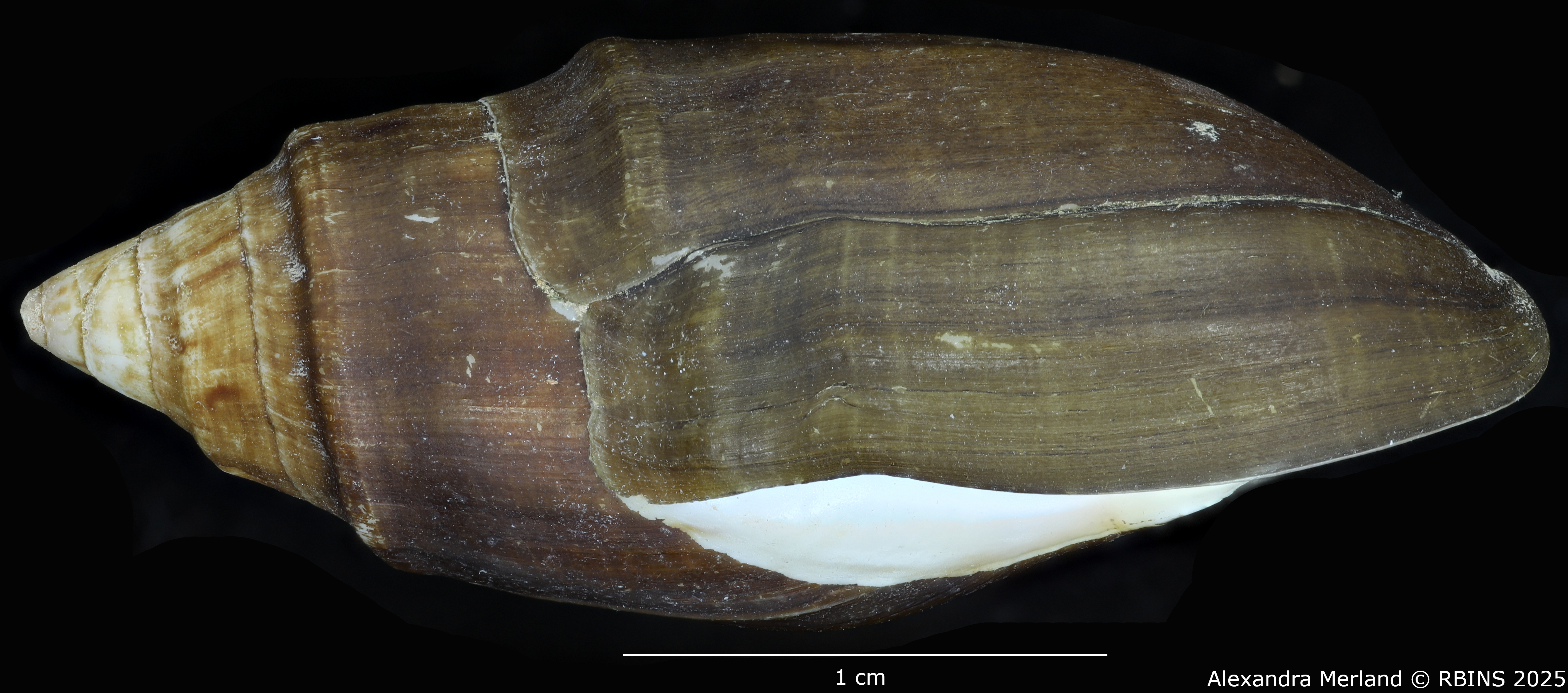 BE-RBINS-INV-MT-2150-Melanopsis-fasensis-st-L.jpg