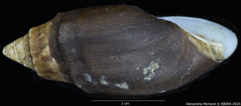 BE-RBINS-INV-MT-2150-Melanopsis-fasensis-st-L2.jpg BE-RBINS-INV-MT-2150-Melanopsis-fasensis-st-L2.jpg