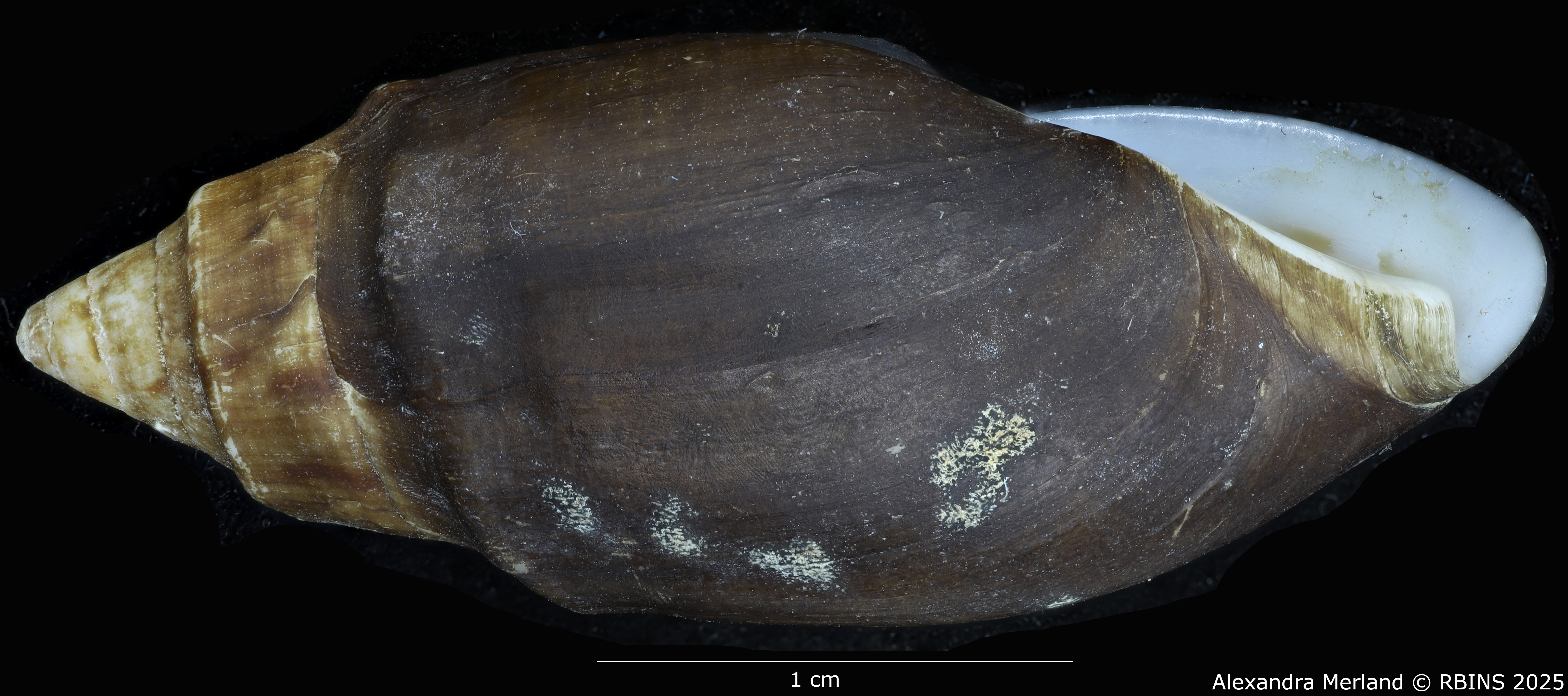 BE-RBINS-INV-MT-2150-Melanopsis-fasensis-st-L2.jpg
