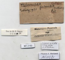 BE-RBINS-INV-MT-2150-Melanopsis-fasensis-st-label.jpg BE-RBINS-INV-MT-2150-Melanopsis-fasensis-st-label.jpg