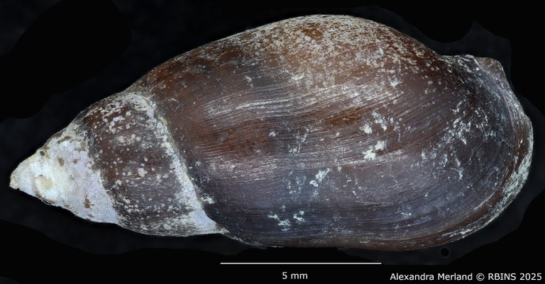 BE-RBINS-INV-MT-2151-Melanopsis-foucauldiana-st-D.jpg BE-RBINS-INV-MT-2151-Melanopsis-foucauldiana-st-D.jpg