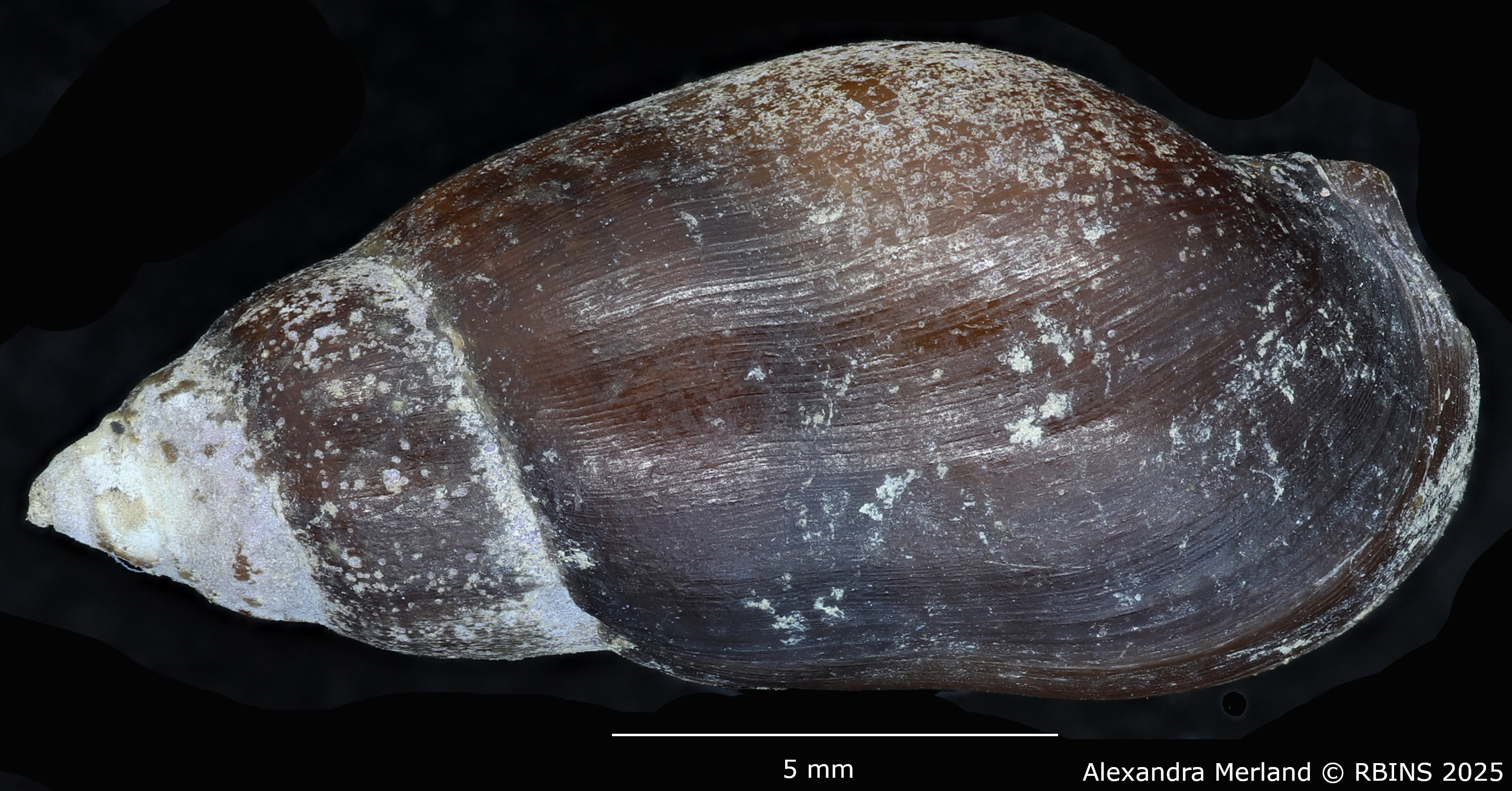BE-RBINS-INV-MT-2151-Melanopsis-foucauldiana-st-D.jpg