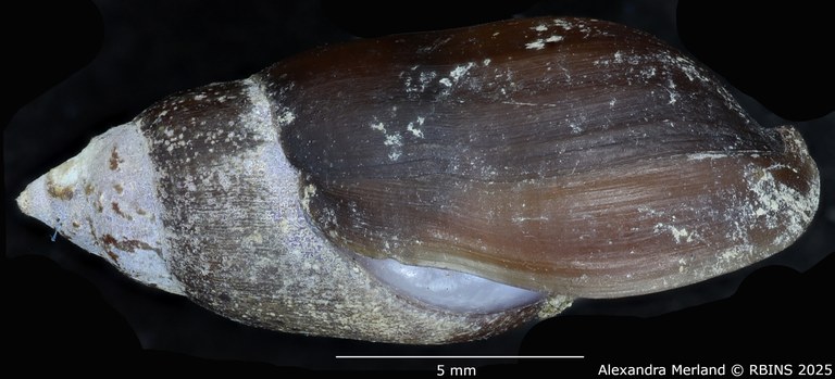 BE-RBINS-INV-MT-2151-Melanopsis-foucauldiana-st-L.jpg