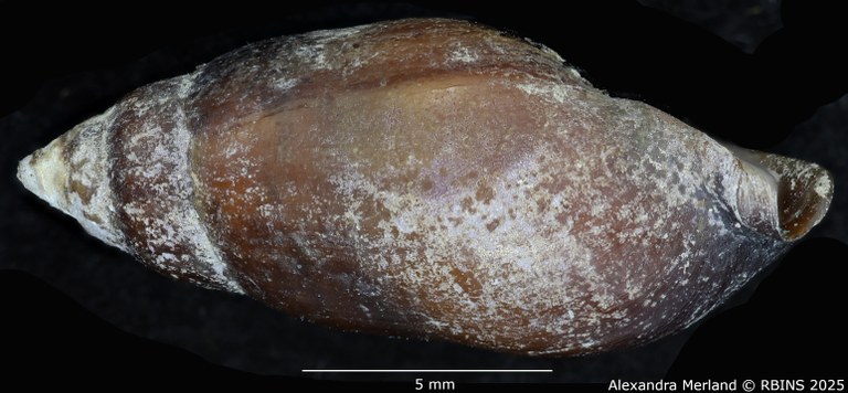 BE-RBINS-INV-MT-2151-Melanopsis-foucauldiana-st-L2.jpg