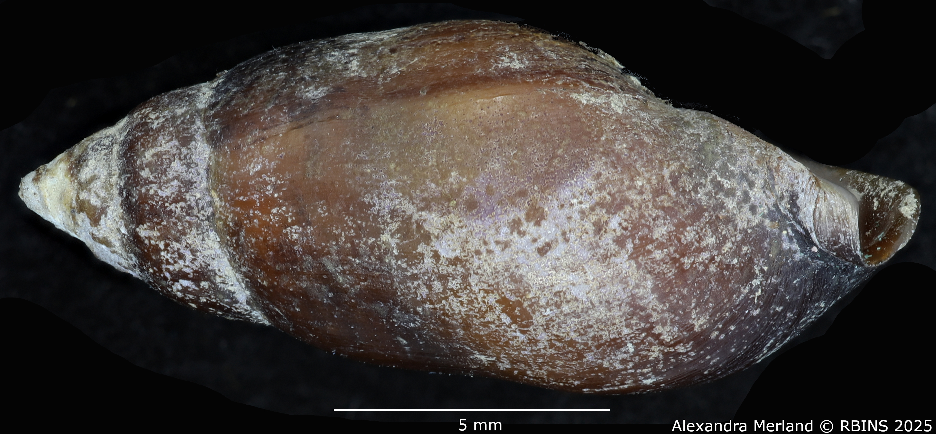 BE-RBINS-INV-MT-2151-Melanopsis-foucauldiana-st-L2.jpg