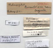 BE-RBINS-INV-MT-2151-Melanopsis-foucauldiana-st-label.jpg