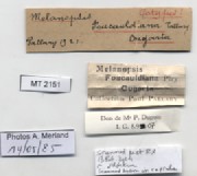 BE-RBINS-INV-MT-2151-Melanopsis-foucauldiana-st-label.jpg
