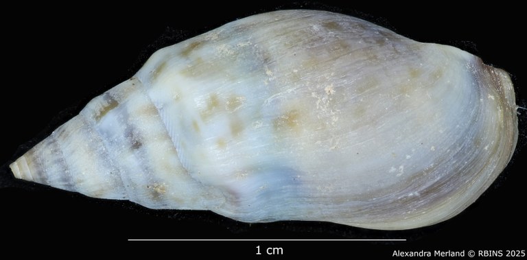 BE-RBINS-INV-MT-2152-Melanopsis-foureaui-st-D.jpg