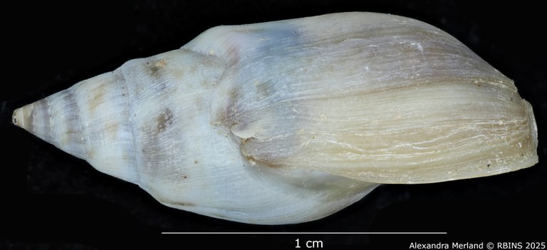 BE-RBINS-INV-MT-2152-Melanopsis-foureaui-st-L.jpg