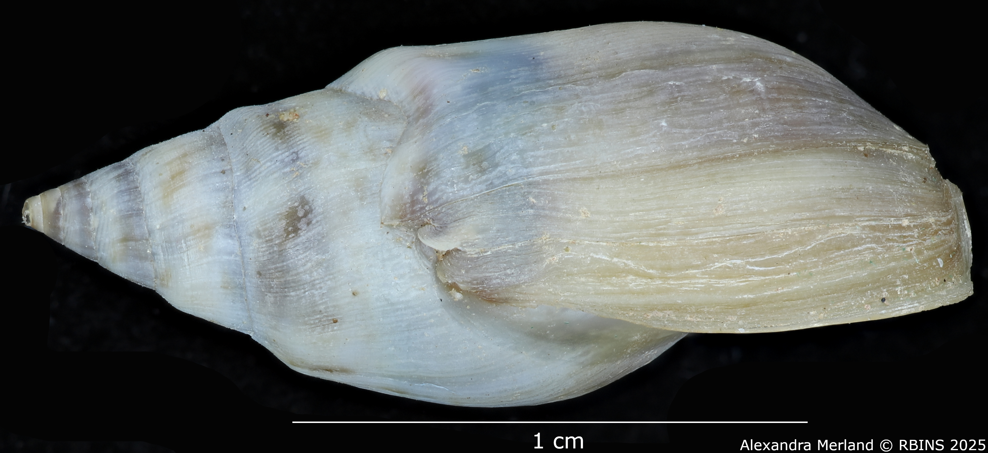 BE-RBINS-INV-MT-2152-Melanopsis-foureaui-st-L.jpg