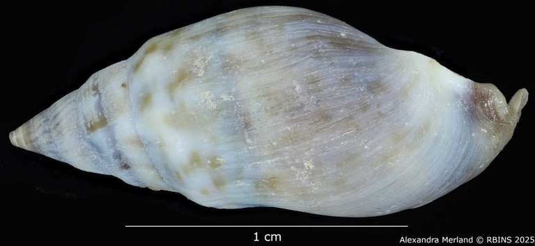 BE-RBINS-INV-MT-2152-Melanopsis-foureaui-st-L2.jpg