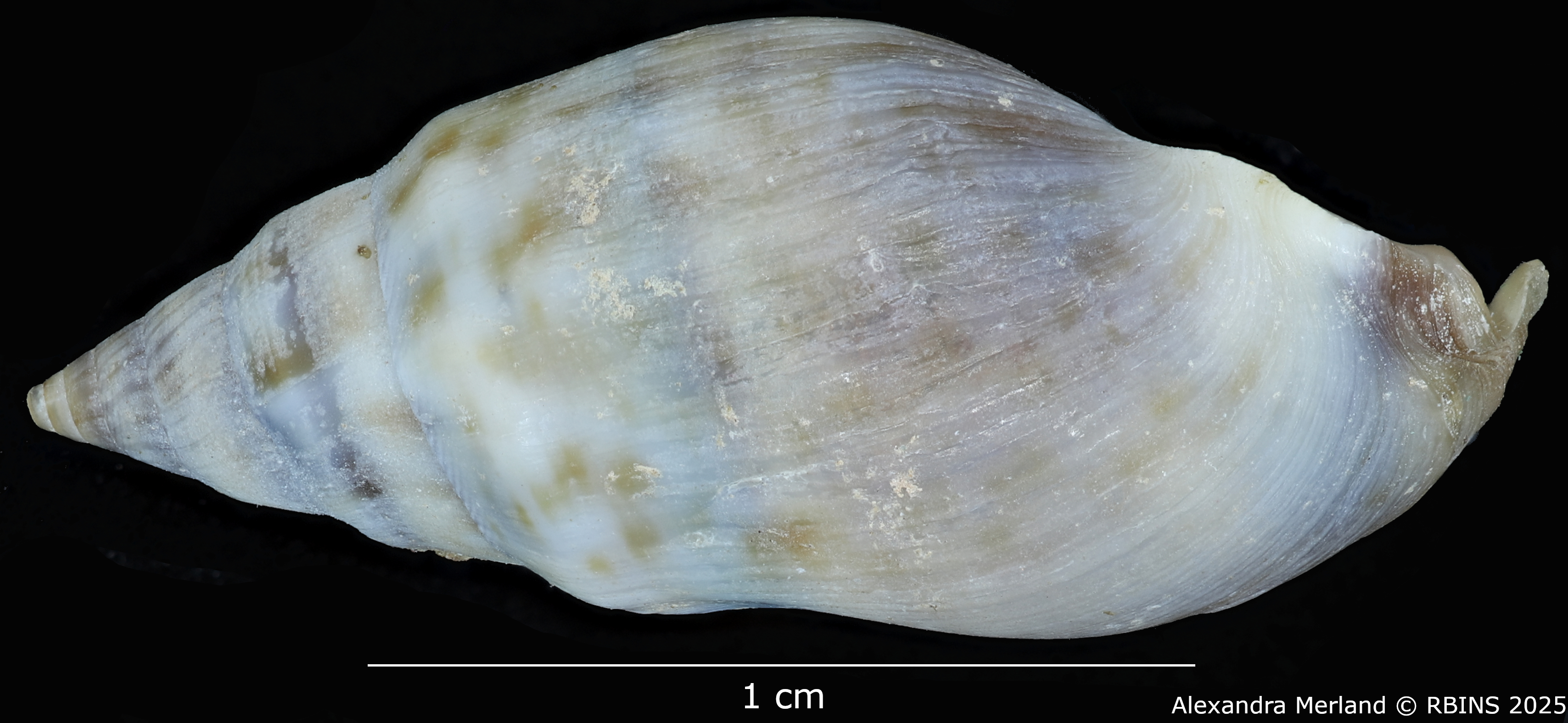 BE-RBINS-INV-MT-2152-Melanopsis-foureaui-st-L2.jpg