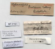 BE-RBINS-INV-MT-2152-Melanopsis-foureaui-st-label.jpg