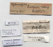 BE-RBINS-INV-MT-2152-Melanopsis-foureaui-st-label.jpg