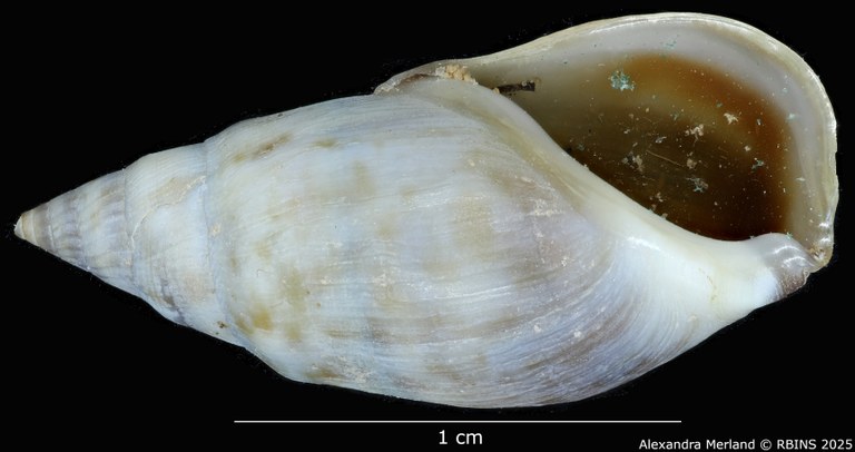 BE-RBINS-INV-MT-2152-Melanopsis-foureaui-st-V.jpg