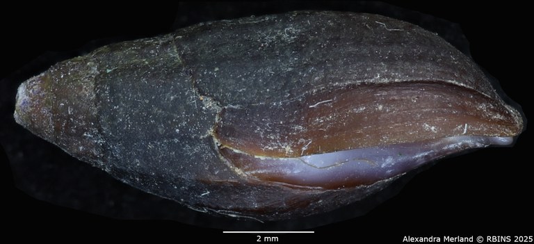BE-RBINS-INV-MT-2153-Melanopsis-gracilenta-st-L.jpg BE-RBINS-INV-MT-2153-Melanopsis-gracilenta-st-L.jpg
