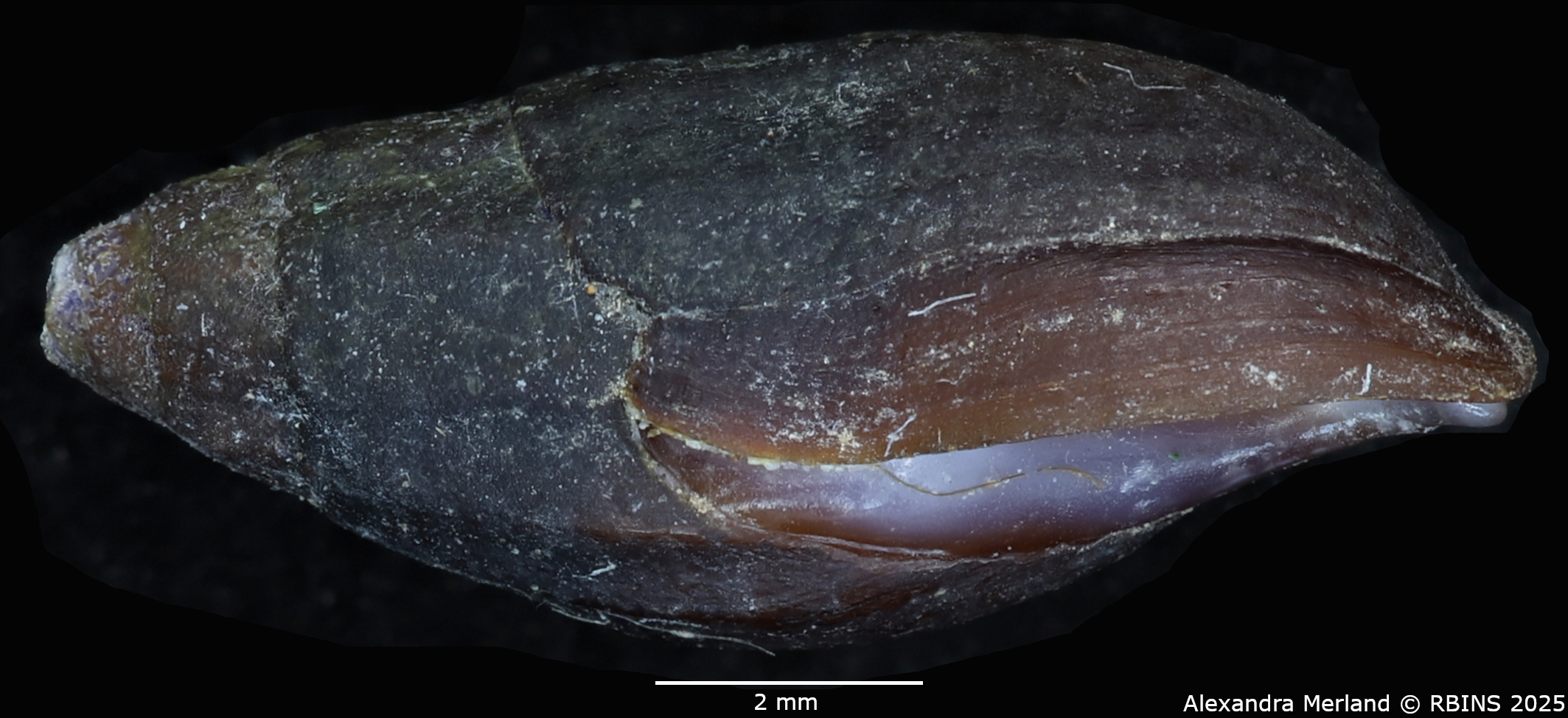 BE-RBINS-INV-MT-2153-Melanopsis-gracilenta-st-L.jpg