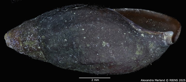 BE-RBINS-INV-MT-2153-Melanopsis-gracilenta-st-L2.jpg BE-RBINS-INV-MT-2153-Melanopsis-gracilenta-st-L2.jpg
