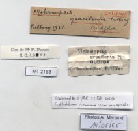 BE-RBINS-INV-MT-2153-Melanopsis-gracilenta-st-label.jpg BE-RBINS-INV-MT-2153-Melanopsis-gracilenta-st-label.jpg