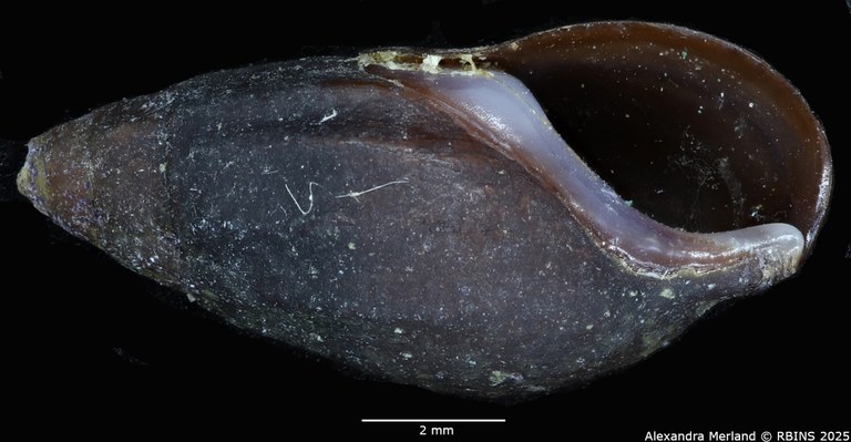 BE-RBINS-INV-MT-2153-Melanopsis-gracilenta-st-V.jpg BE-RBINS-INV-MT-2153-Melanopsis-gracilenta-st-V.jpg