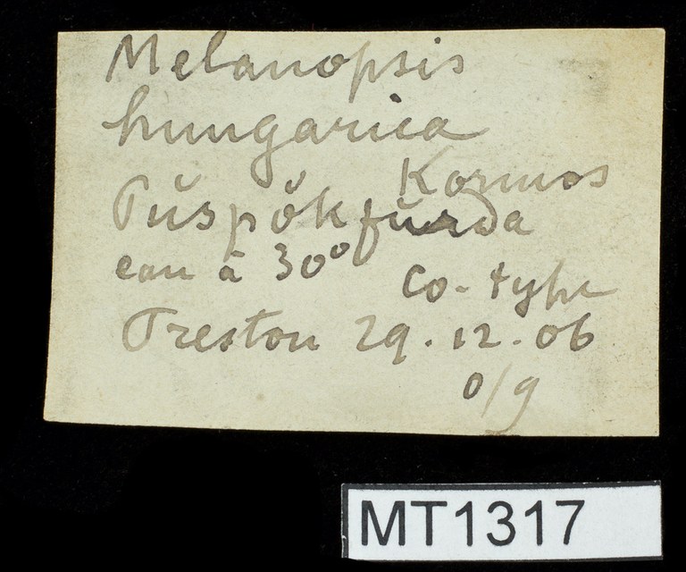 BE-RBINS-INV-MT-1317-Melanopsis-hungarica-pt-label.jpg