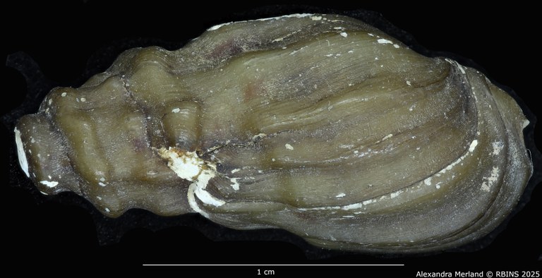 BE-RBINS-INV-MT-2155-Melanopsis-letourneuxi-mattarica-st-D.jpg