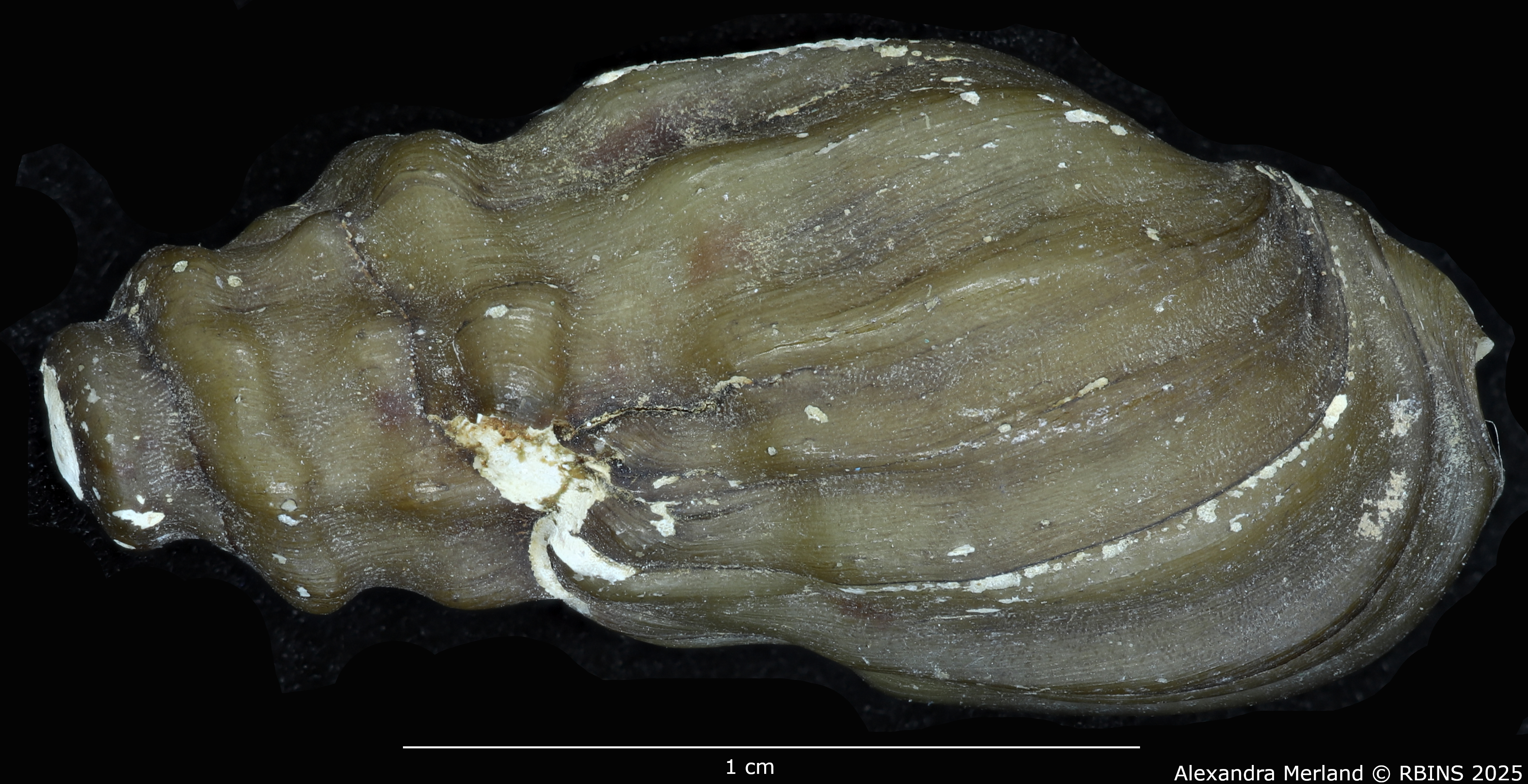 BE-RBINS-INV-MT-2155-Melanopsis-letourneuxi-mattarica-st-D.jpg
