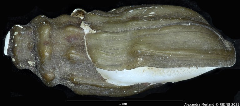 BE-RBINS-INV-MT-2155-Melanopsis-letourneuxi-mattarica-st-L.jpg