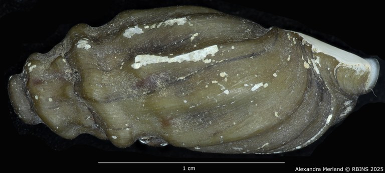 BE-RBINS-INV-MT-2155-Melanopsis-letourneuxi-mattarica-st-L2.jpg