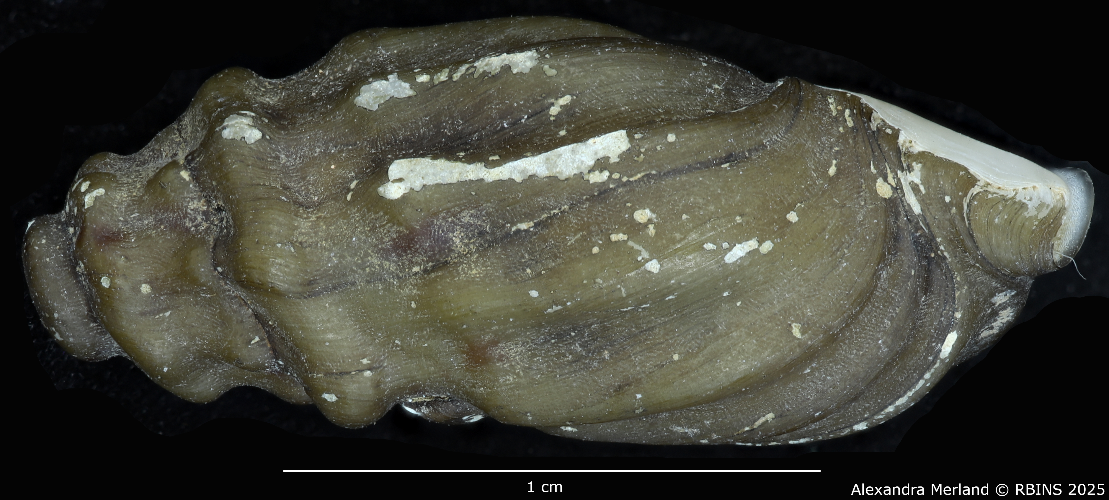BE-RBINS-INV-MT-2155-Melanopsis-letourneuxi-mattarica-st-L2.jpg