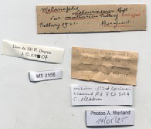 BE-RBINS-INV-MT-2155-Melanopsis-letourneuxi-mattarica-st-label.jpg