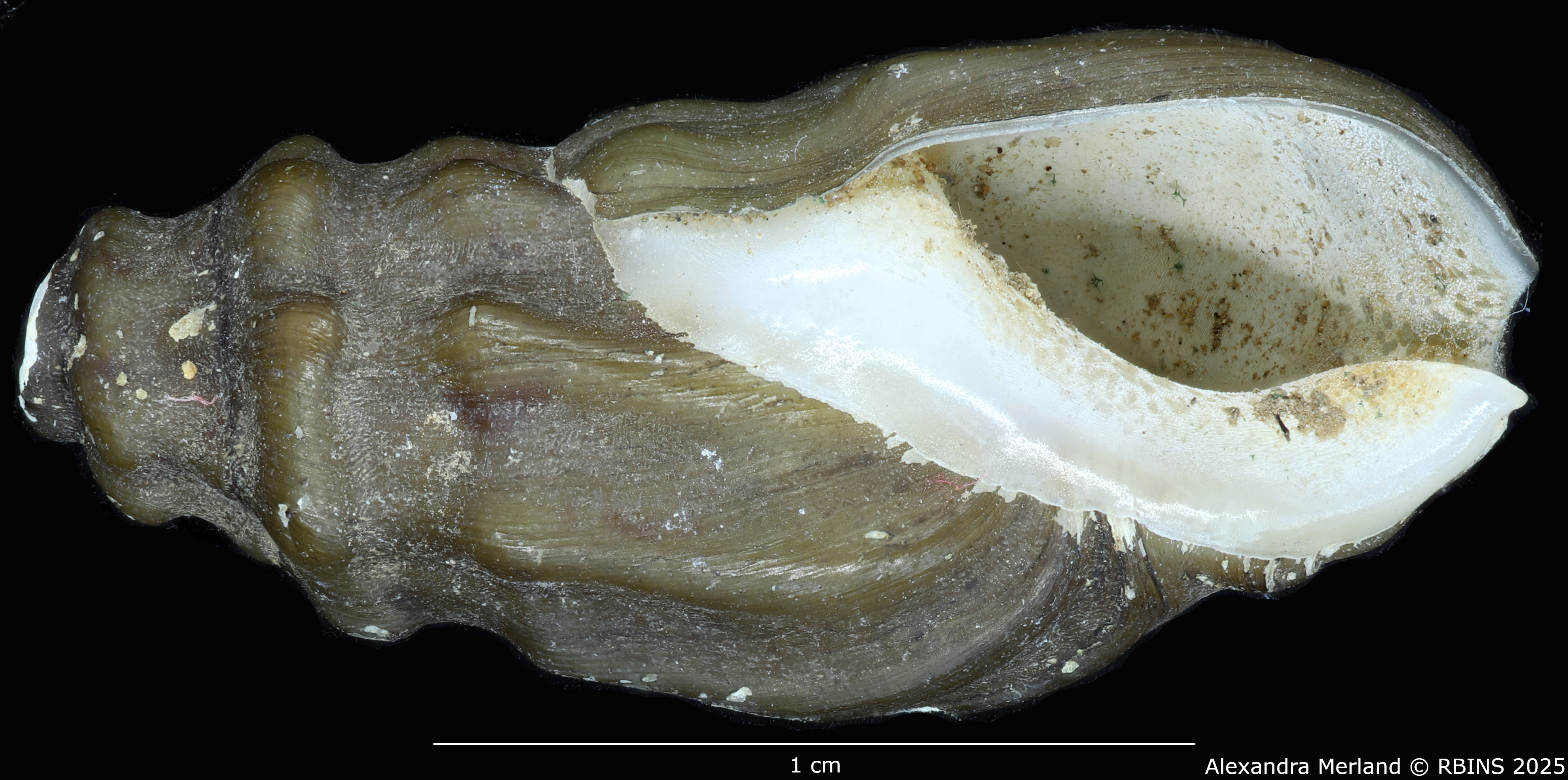 BE-RBINS-INV-MT-2155-Melanopsis-letourneuxi-mattarica-st-V.jpg