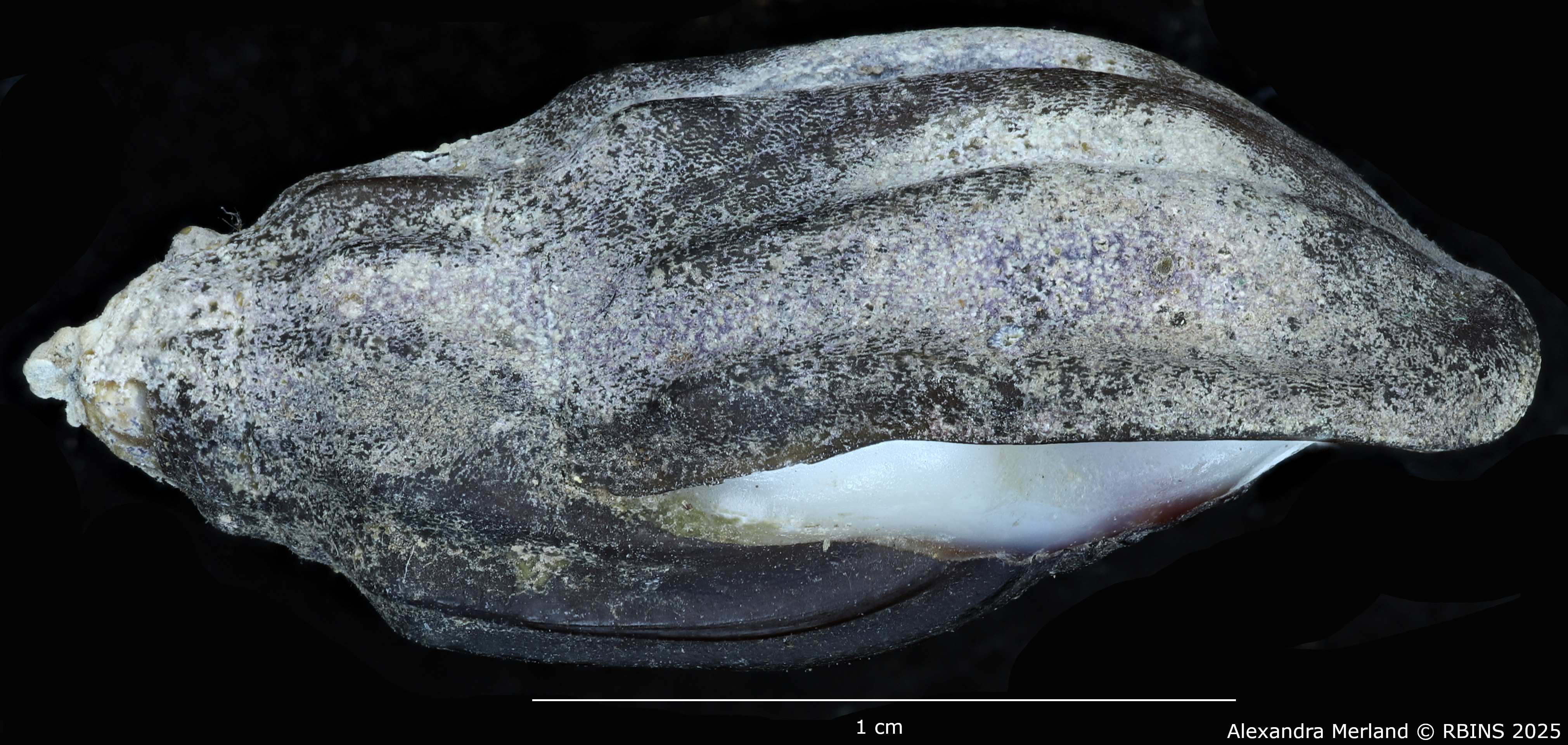 BE-RBINS-INV-MT-2156-Melanopsis-magnifica-berkanensis-st-L.jpg
