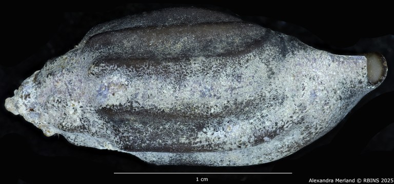 BE-RBINS-INV-MT-2156-Melanopsis-magnifica-berkanensis-st-L2.jpg BE-RBINS-INV-MT-2156-Melanopsis-magnifica-berkanensis-st-L2.jpg