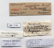 BE-RBINS-INV-MT-2156-Melanopsis-magnifica-berkanensis-st-label.jpg