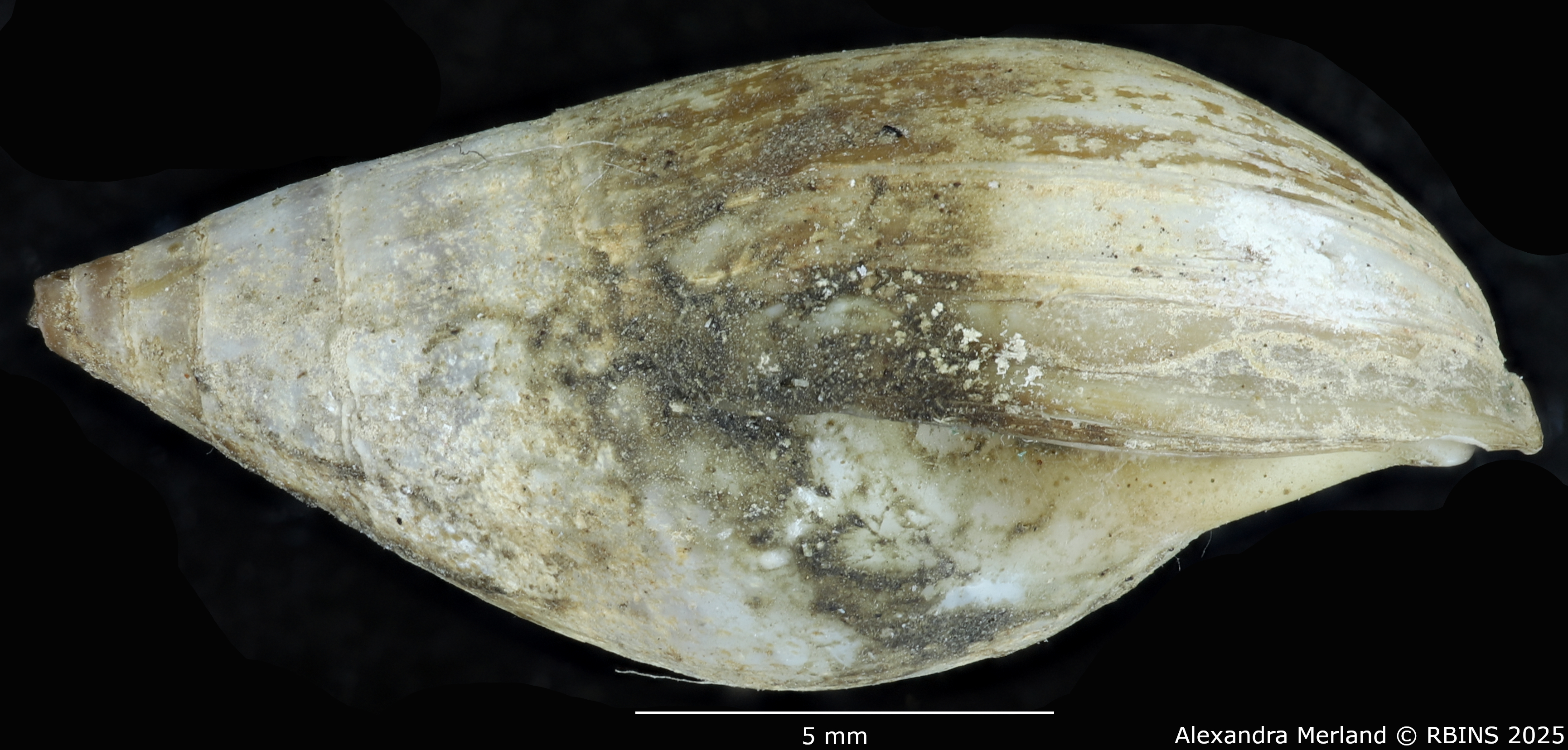 BE-RBINS-INV-MT-2157-Melanopsis-mauretanica-st-L.jpg