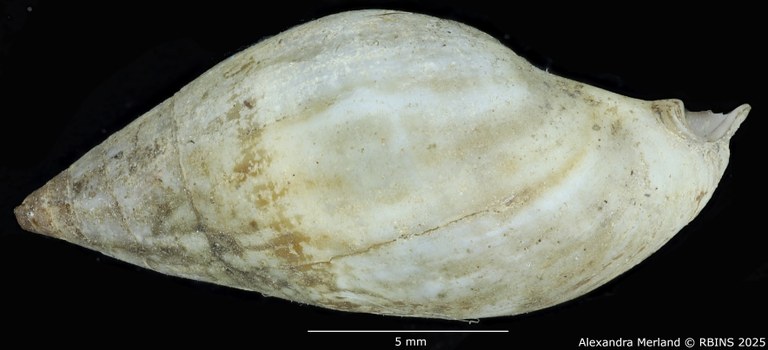 BE-RBINS-INV-MT-2157-Melanopsis-mauretanica-st-L2.jpg