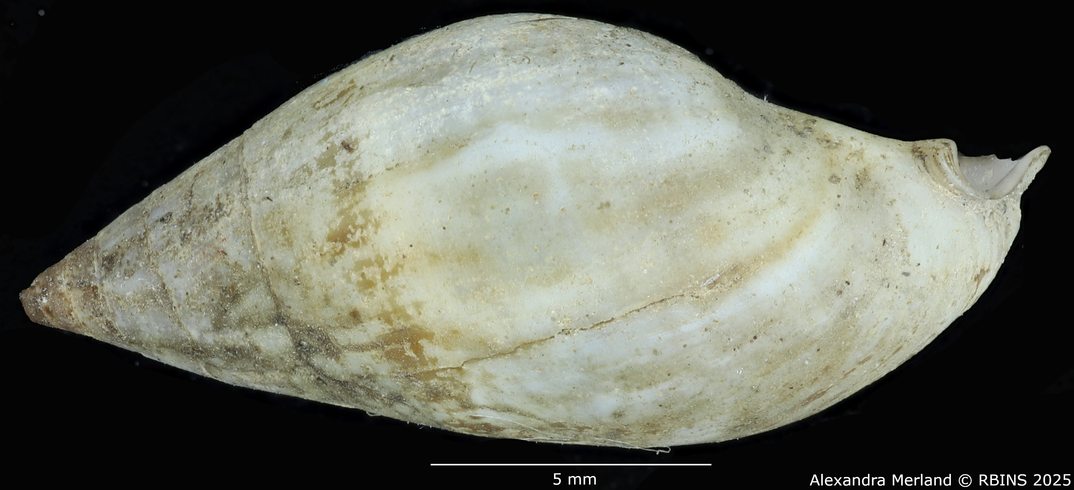 BE-RBINS-INV-MT-2157-Melanopsis-mauretanica-st-L2.jpg