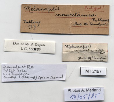 BE-RBINS-INV-MT-2157-Melanopsis-mauretanica-st-label.jpg