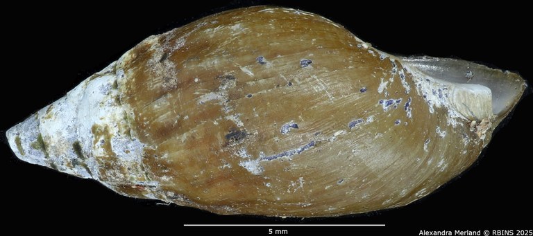 BE-RBINS-INV-MT-2158-Melanopsis-mogadorensis-st-L2.jpg BE-RBINS-INV-MT-2158-Melanopsis-mogadorensis-st-L2.jpg