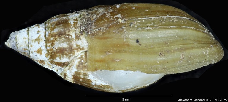 BE-RBINS-INV-MT-2158-Melanopsis-mogadorensis-st-L.jpg BE-RBINS-INV-MT-2158-Melanopsis-mogadorensis-st-L.jpg